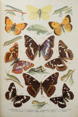 Ламперт К. Атлас бабочек и гусениц Европы и отчасти Русско-Азиатских владений... СПб., 1913.